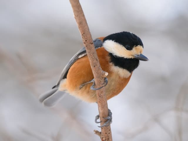 冬、ヤマガラが木にとまっている