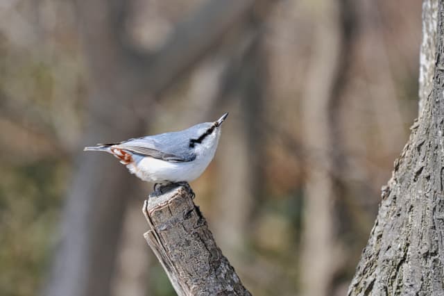 ゴジュウカラの写真、上を向いている