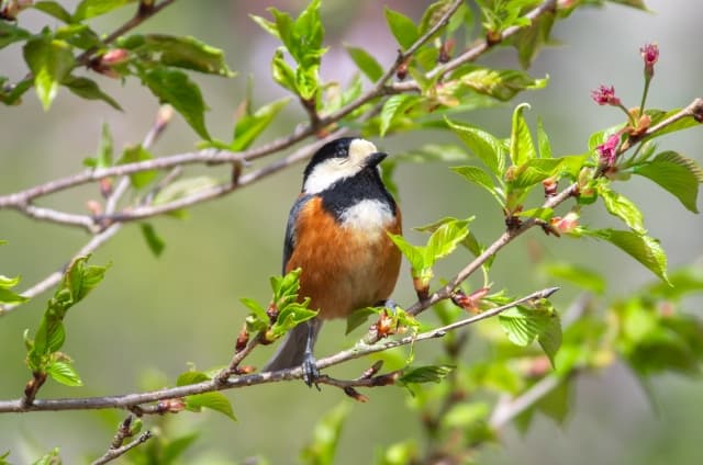 桜の木にとまっているヤマガラ