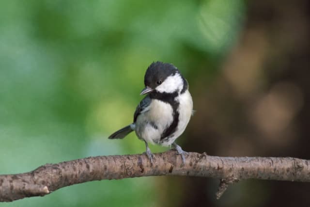 シジュウカラの写真