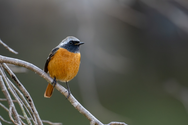 ジョウビタキのオス