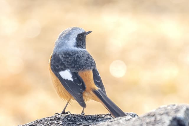 ジョウビタキのオスの背中写真