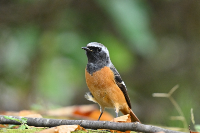 ジョウビタキのオス