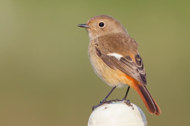 ジョウビタキのメス