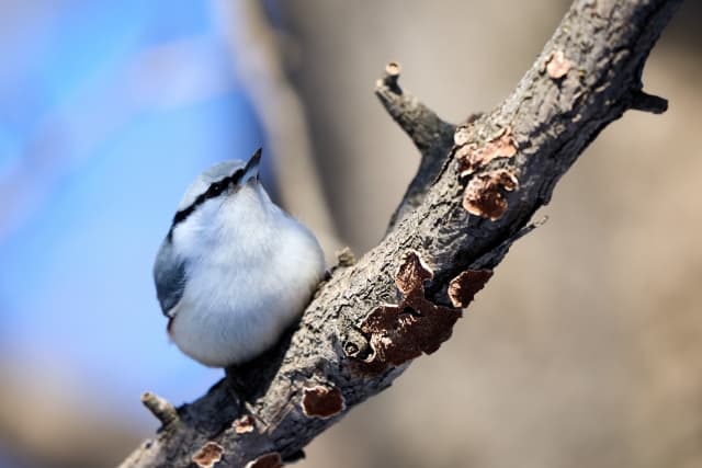 ゴジュウカラ（五十雀）の写真