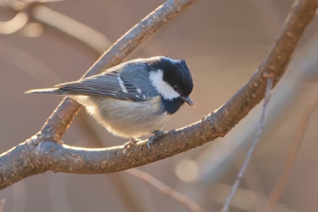 ヒガラが横向きに写っている写真