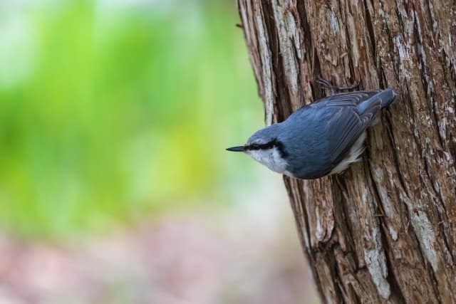 ゴジュウカラの写真、木の幹につかまっている